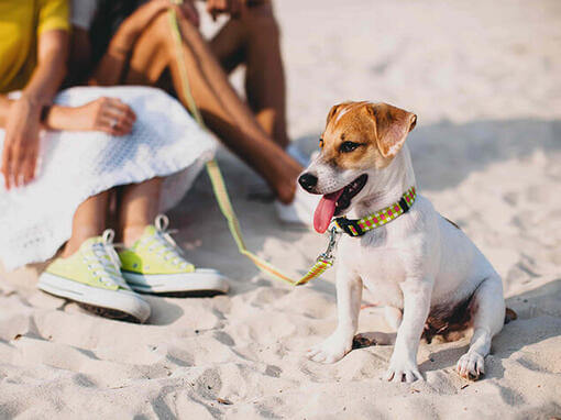 Perro en la playa