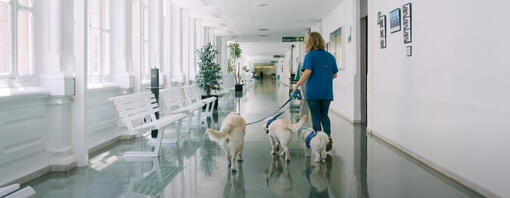 Perro en el hospital