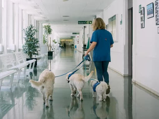 Perro en el hospital