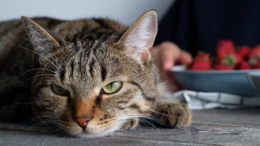 ¿Los gatos pueden comer fresas?