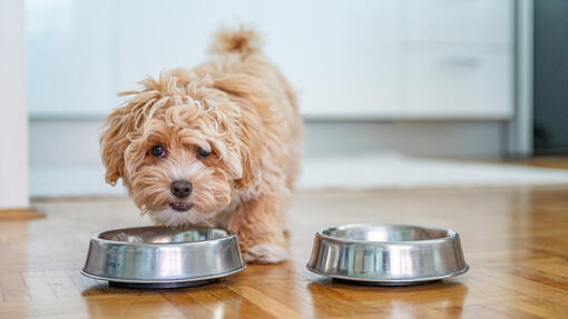 ¿Pueden comer pimientos los perros?