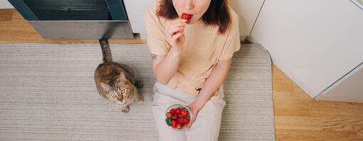 ¿Los gatos pueden comer fresas?