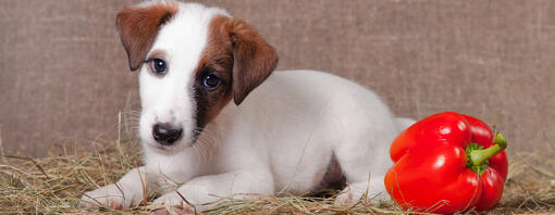 ¿Pueden comer pimientos los perros?