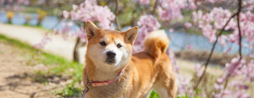 Los 90 nombres japoneses para perro más populares