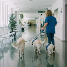 Mascotas en los hospitales