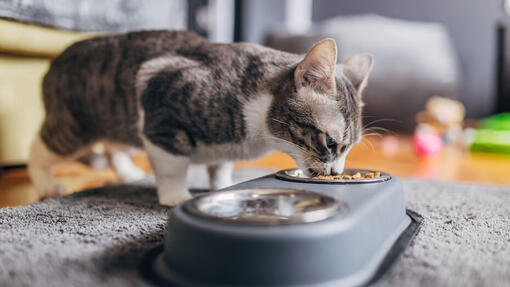 ¿Cómo afecta el modo de vida a cuánto debe comer un gato?