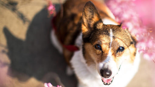 20 nombres de perro japoneses encantadores