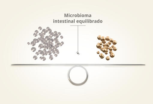 Microbioma intestinal equilibrado